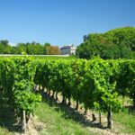 vignes bordeaux